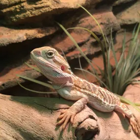 Central Bearded Dragons for Sale