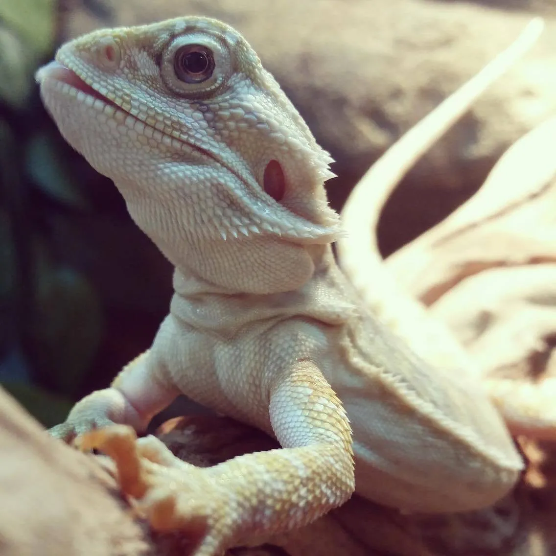 Central Bearded Dragons for Sale