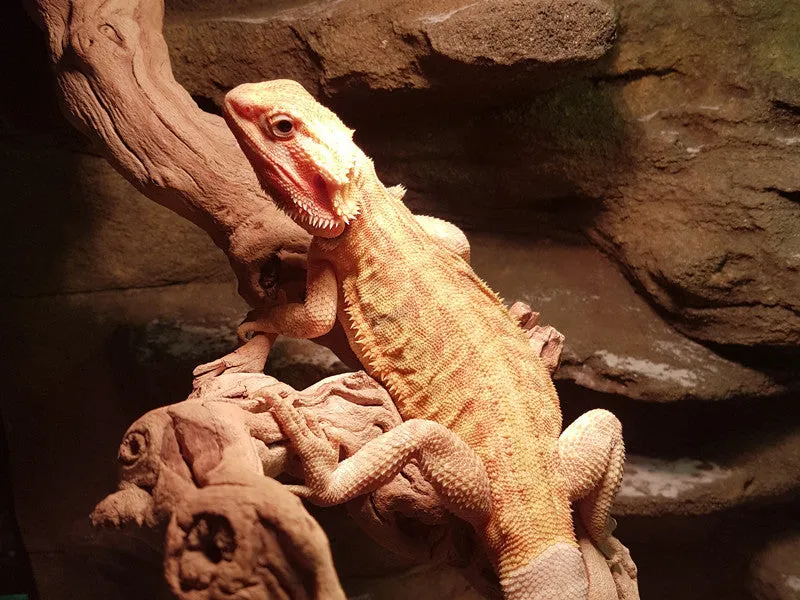Central Bearded Dragons for Sale