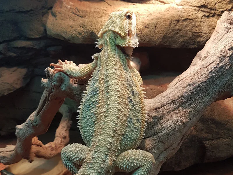 Central Bearded Dragons for Sale