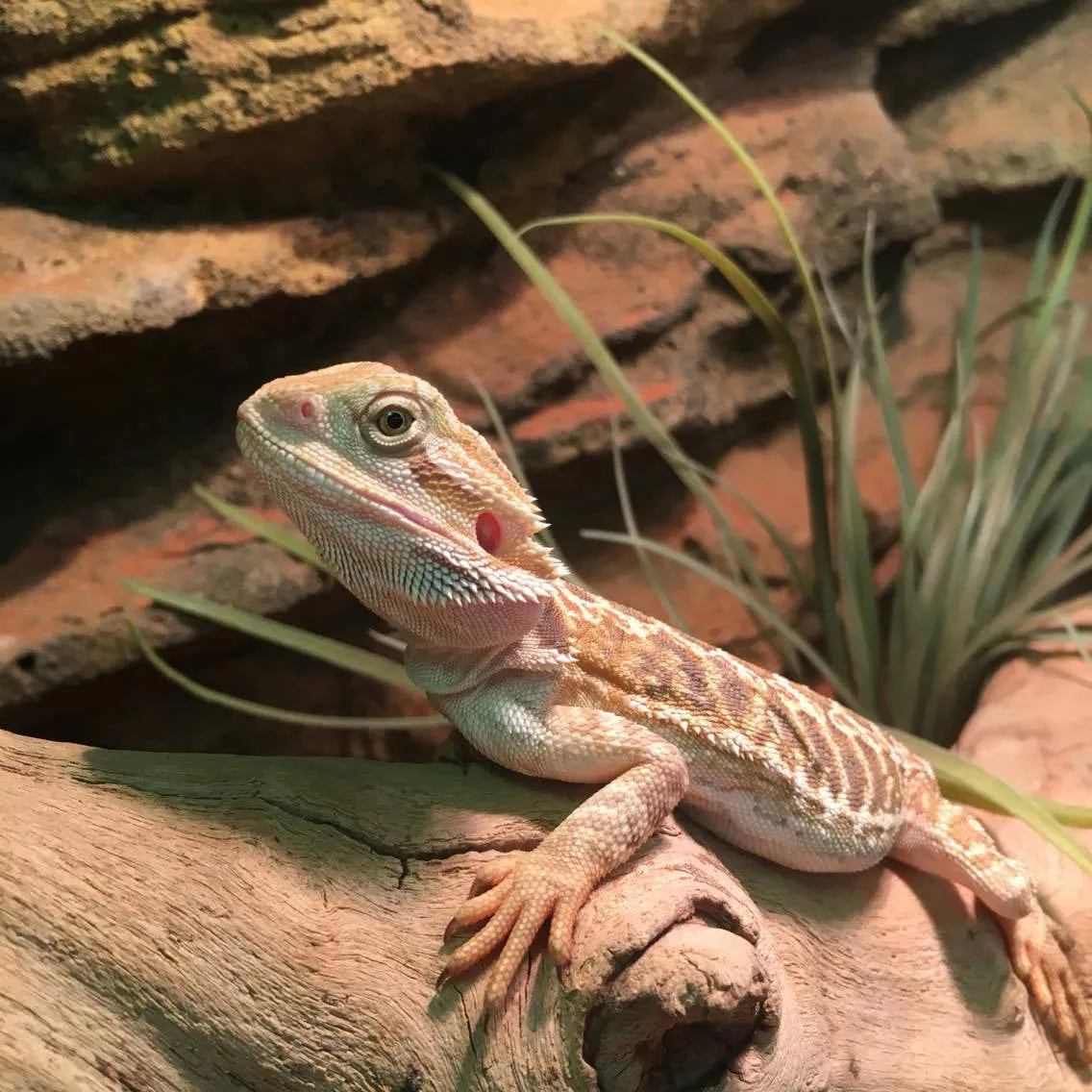 Central Bearded Dragons for Sale