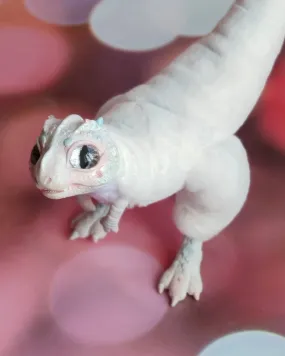 White baby T-Rex